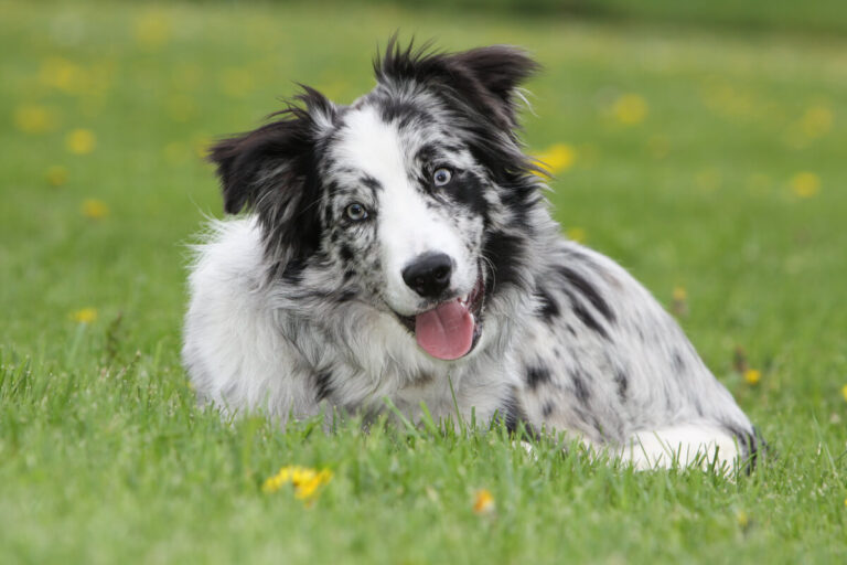 Blue Merle Border Collie