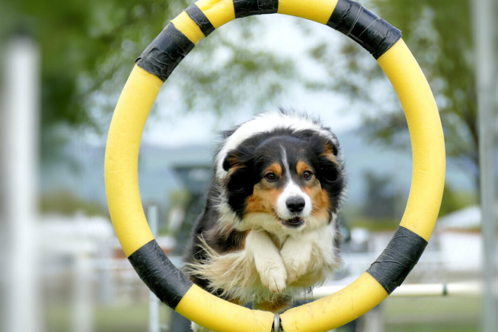 Border Collie Agility Training