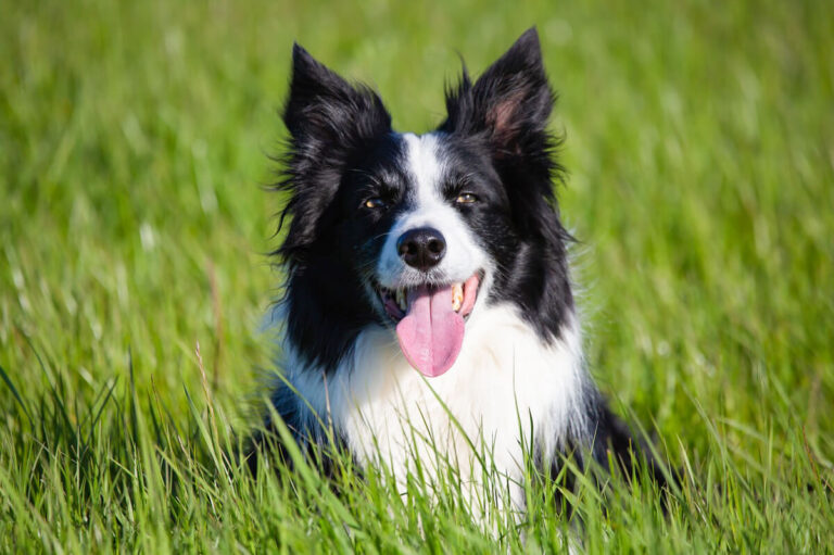 Border Collie Laying in Grass