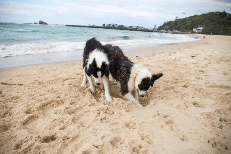 Border Collie Digging