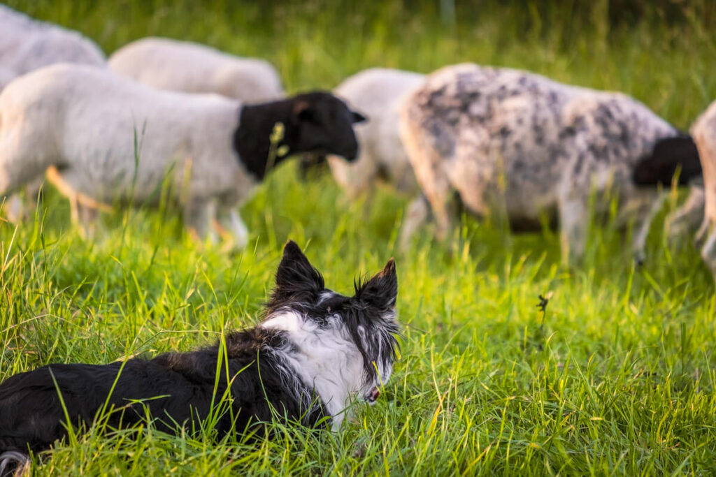 Border Collie herding sheep
