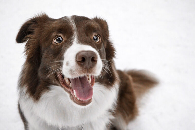 Border Collie Lifespan