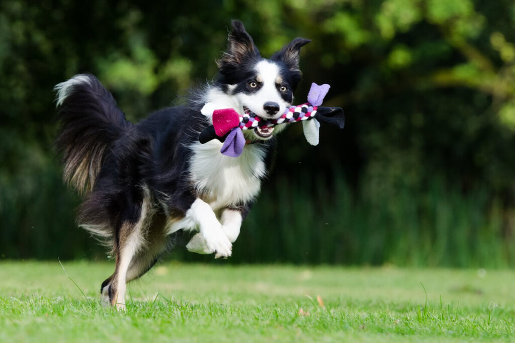 Border Collie Playing with Rope Toy