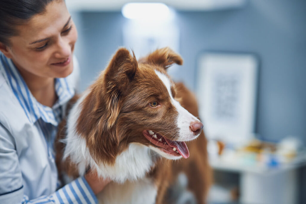Border Collie at the Vet