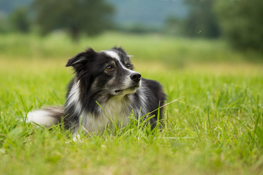 Border Collies are the most intelligent dog breed