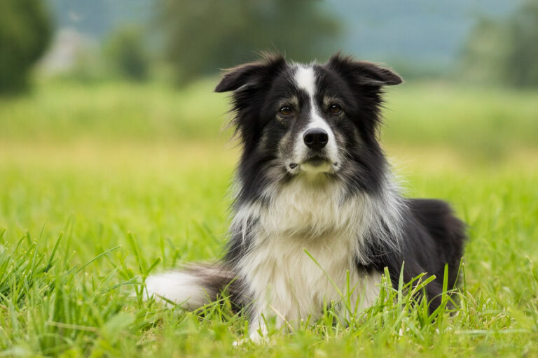 History of the Border Collie