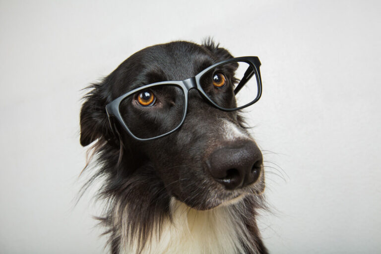 Intelligent Border Collie