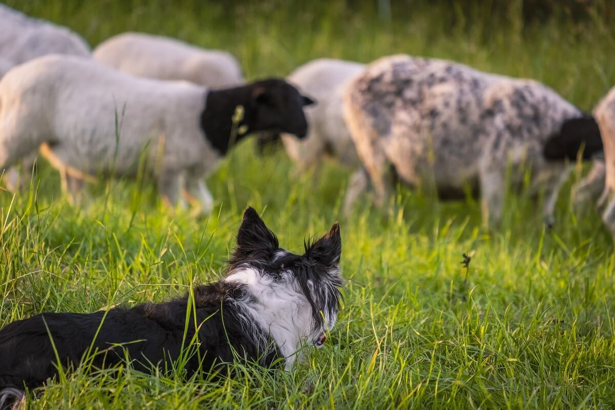 Border Collie Herding Sheep