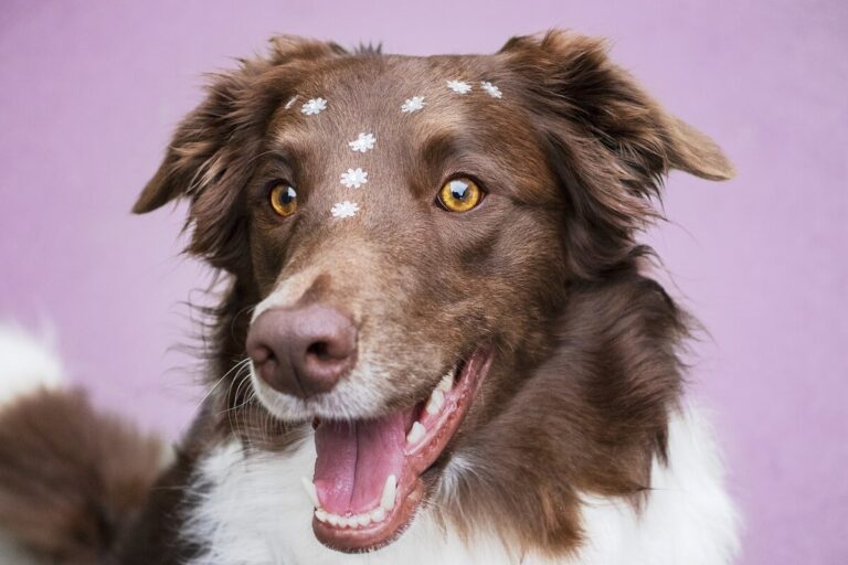 9 Fun Facts About Border Collies